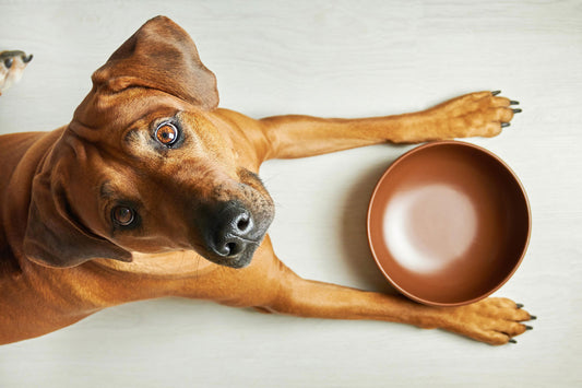 Understanding Protein Energetics in Dog Food: Hot, Warm, Cool & Neutral Proteins Explained