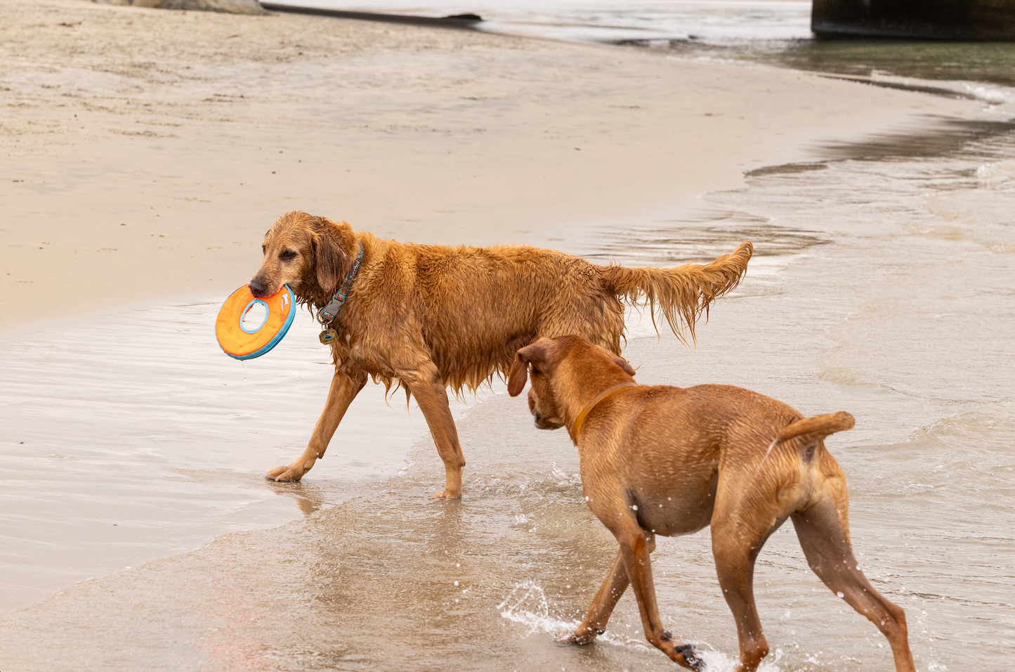 Tailwagger Dog Beer - Tailprime Multivitamin Chicken